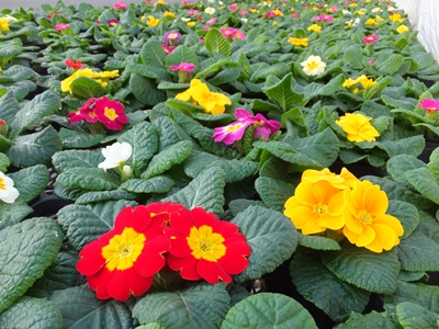 １月おすすめの花苗 蕨戸田衛生センター組合