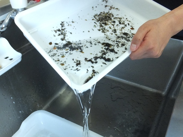 汚れた水の交換作業の様子です。ホタルの成長には清潔な水が欠かせません。